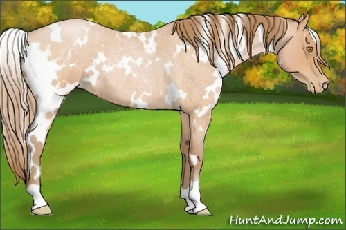 Horse Color:White Spotted Bay Roan Pearl