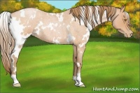 Horse Color:White Spotted Bay Roan Pearl 