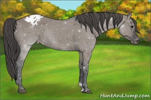 Horse Color:Grullo Varnish Rabicano 