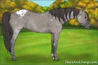 Horse Color:Grullo Appaloosa Rabicano