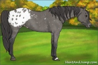 Horse Color:Grullo Roan Appaloosa