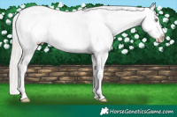 Horse Color:Silver Amber Champagne Sabino Appaloosa