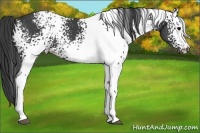 Horse Color:White Spotted Black Appaloosa Rabicano 