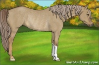 Horse Color:Chocolate Palomino Dun Rabicano