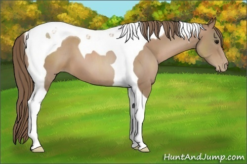 Horse Color:Black Pearl Tobiano 