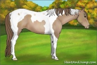 Horse Color:Black Pearl Tobiano