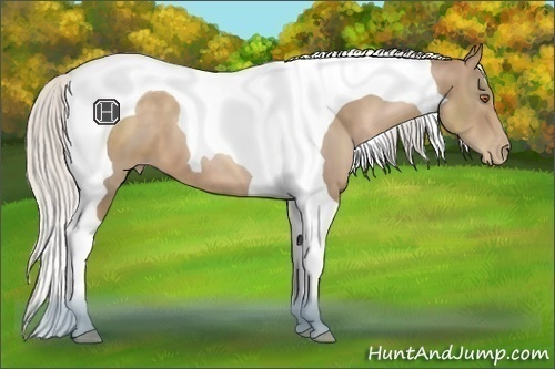 Horse Color:Silver Black Pearl Tobiano 