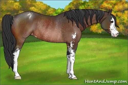 Horse Color:Bay Sabino Appaloosa Rabicano 