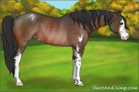 Horse Color:Bay Sabino Appaloosa Rabicano 