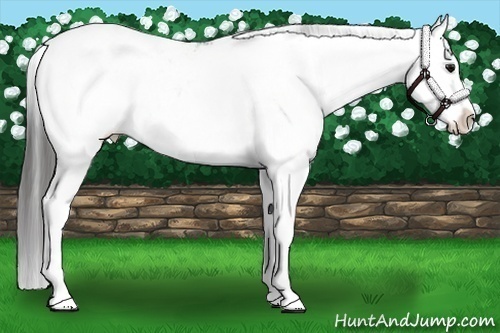 Horse Color:Smoky Black Sabino Appaloosa Rabicano