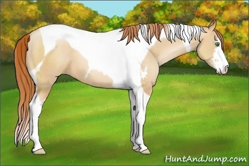 Horse Color:Classic Champagne Pearl Sabino Tobiano 