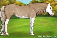 Horse Color:Red Dun Splash Rabicano