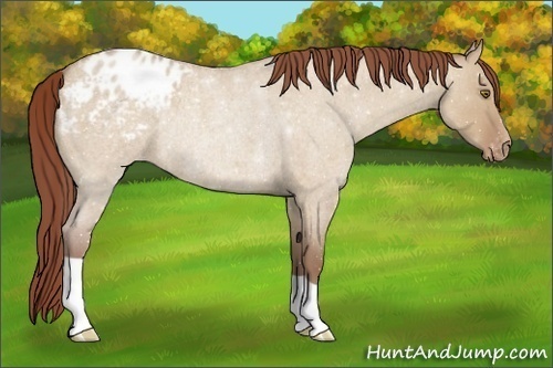 Horse Color:Chocolate Classic Champagne Roan Dun Appaloosa Rabicano 