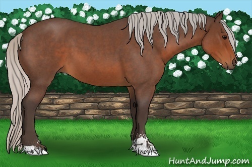 Horse Color:Silver Brown Roan Sabino