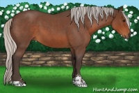 Horse Color:Silver Brown Roan Sabino 