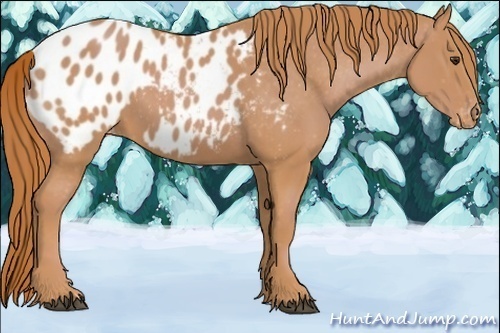 Horse Color:Chestnut Appaloosa 