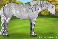 Horse Color:White Spotted Silver Grullo Chinchilla 