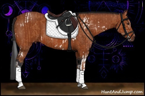 Horse Color:White Spotted Bay Sabino and Bay