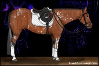Horse Color:White Spotted Bay Sabino  and Bay 