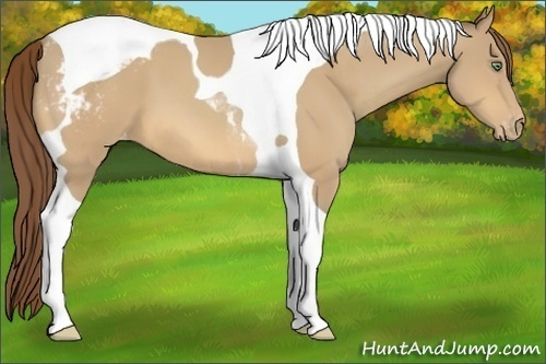 Horse Color:Amber Cream Champagne Tobiano Varnish 