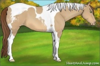 Horse Color:Amber Cream Champagne Tobiano Varnish 