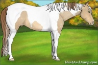 Horse Color:Amber Cream Champagne Tobiano Appaloosa 