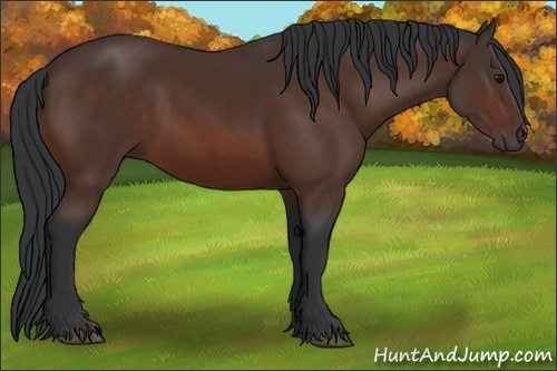 Horse Color:Brown 