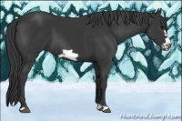 Horse Color:Black Frame 