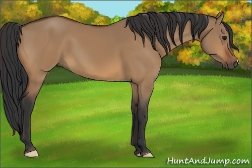 Horse Color:Bay Dun 