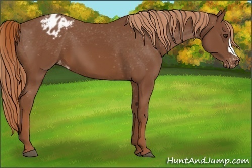 Horse Color:Chestnut Appaloosa 