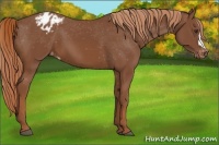 Horse Color:Chestnut Appaloosa 