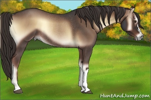Horse Color:Liver Red Onyx Roan Rabicano 