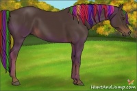 Horse Color:Painted Liver Chestnut 