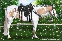 Horse Color:Gold Champagne Splash Tobiano and Bay Splash Tobiano Blanket