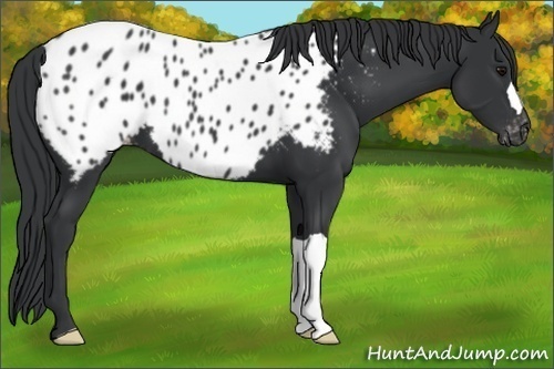 Horse Color:Black Appaloosa 