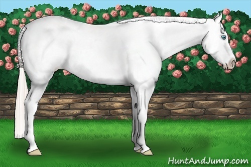 Horse Color:Chocolate Palomino Pearl Dun Sabino Appaloosa