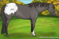 Horse Color:Grullo Appaloosa 