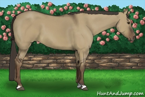 Horse Color:Liver Red Dun 
