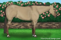 Horse Color:Liver Red Dun 