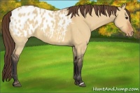 Horse Color:Bay Dun Appaloosa 