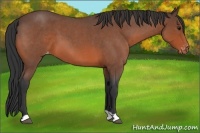 Horse Color:Bay Roan Appaloosa 