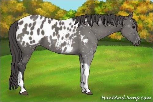 Horse Color:Grullo Tobiano Appaloosa 