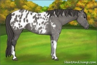 Horse Color:Grullo Tobiano Appaloosa 
