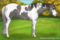 Horse Color:Grullo Sabino Tobiano Appaloosa