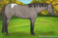 Horse Color:Grullo Snowcap 