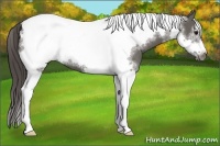 Horse Color:Grullo Tobiano Frame Appaloosa 
