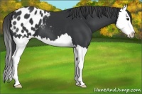 Horse Color:Black Splash Appaloosa 