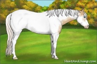 Horse Color:Silver Classic Champagne Tobiano Frame Appaloosa 