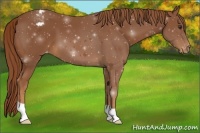 Horse Color:Chestnut Appaloosa 