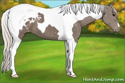 Horse Color:Silver Smoky Black Tobiano Blanket 